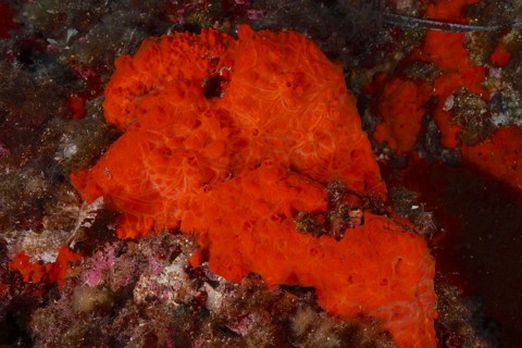 Orange upholstery sponge