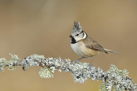 Crested tit