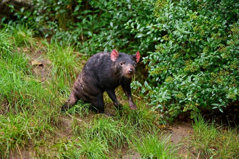 Tasmanian devil