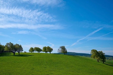 Meadow with copper beeches in spring
