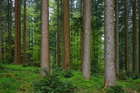 Dense fir forest with moss-covered ground and natural light