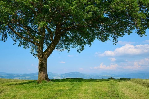 Single oak tree on a mown meadow under a blue sky with scattered clouds