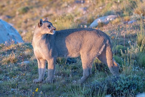 Cougar