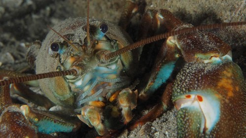Portrait of signal crayfish