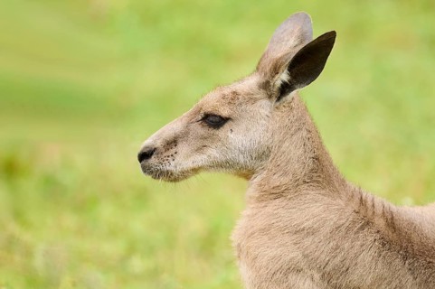 Western grey kangaroo