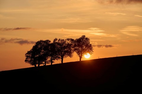 Wind beeches at sunset in spring