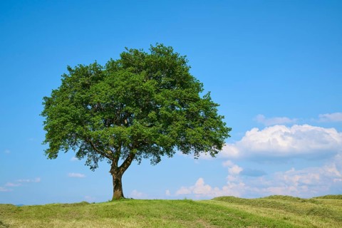 Single oak tree on a mown meadow under a blue sky with scattered clouds