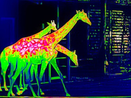 Giraffes in the zoo