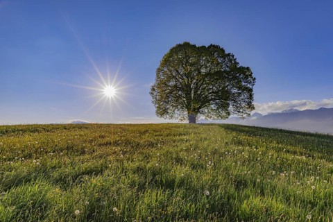 Peace lime tree