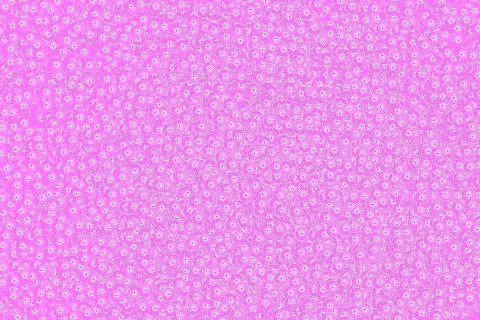 A flower or flower head of a mallow species
