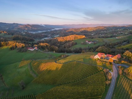 Aerial view of vineyards in the morning light