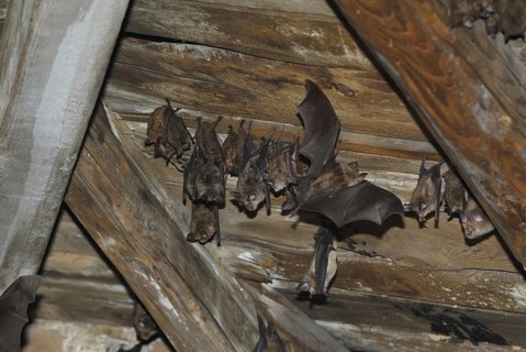 Lesser horseshoe bat