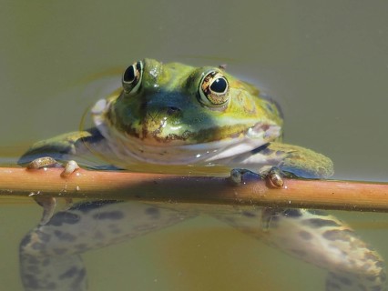 Portrait of the little water frog