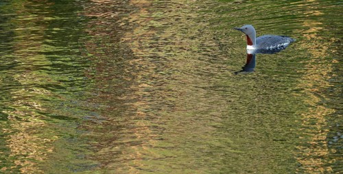 Red-throated diver