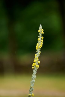 Great mullein