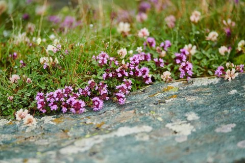 Wild thyme