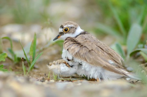 Little Ringed Plover