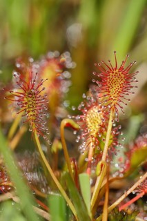 Oblong-leaved sundew