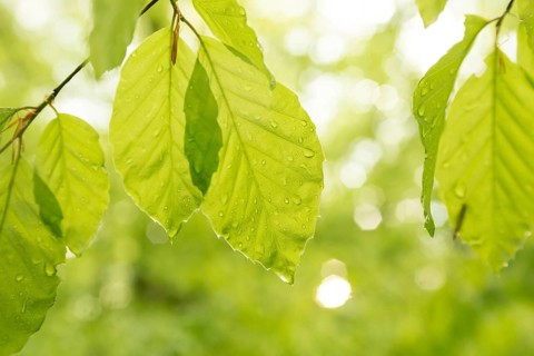 Sunlit green