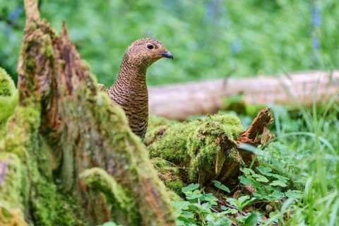 Black grouse