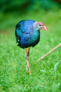 Western swamphen