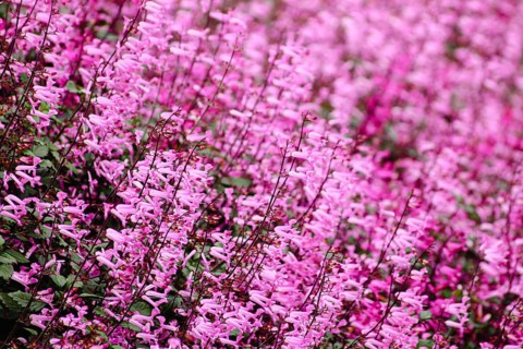 A sea of delicate pink flowers blanket the entire frame