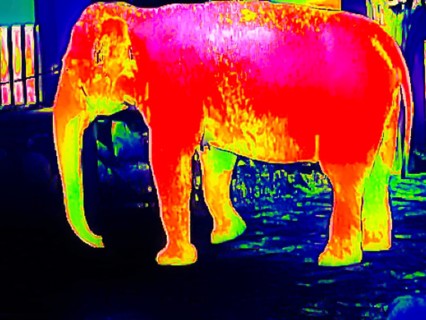 Elephant in the zoo
