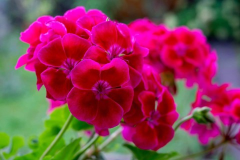 Geranium blossoms