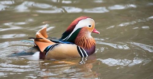 Colourful feathered Mandarin Duck