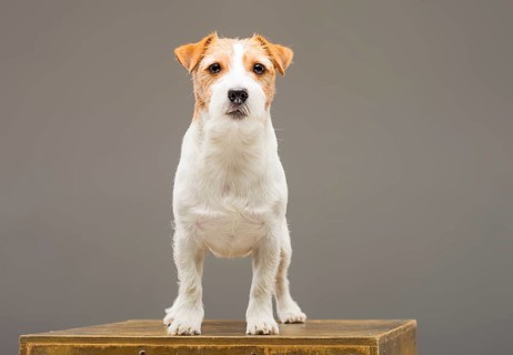Purebred Jack Russell posing in the studio and looking at the camera.