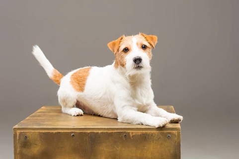 Purebred Jack Russell posing in the studio and looking at the camera.
