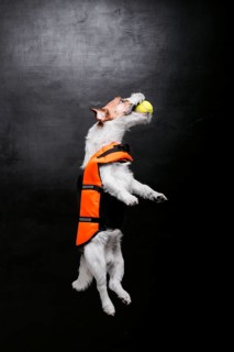 Purebred Jack Russell is played with the ball in the studio. Jumps up and catches him.