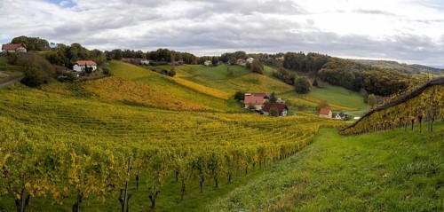 Vineyards in autumn