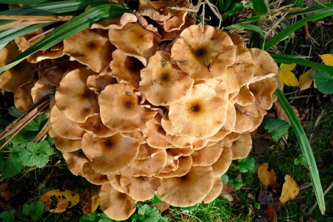 Ringless honey fungus
