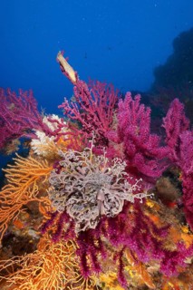 A blaze of colour in the mediterranean basket star