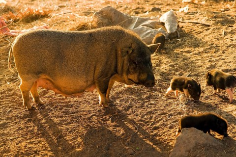 Pot-bellied pig with young
