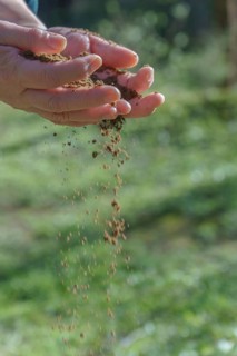Woman's hands spilling sand between her fingers with a green meadow in the background