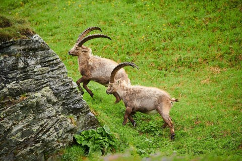 Alpine ibex