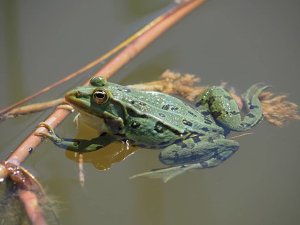 Pool frog