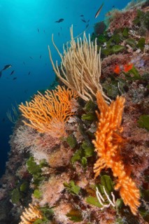 Yellow gorgonian