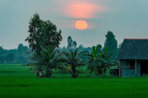 Rice fields in the Mekong Delta in the evening