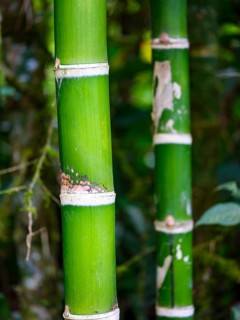 Bamboo trunk