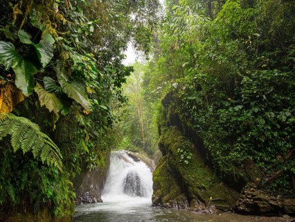 Small waterfall in the cloud forest