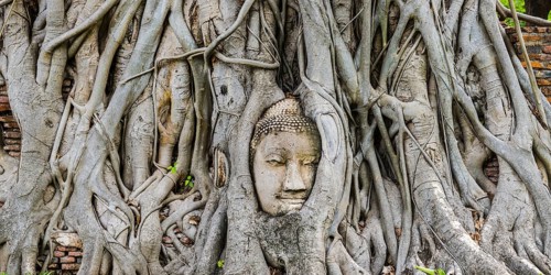 Sandstone head of a Buddha statue