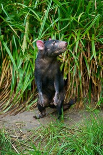 Tasmanian devil