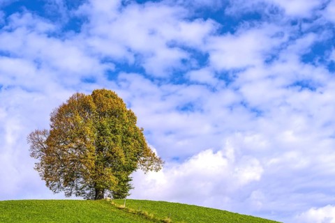 Peace lime tree