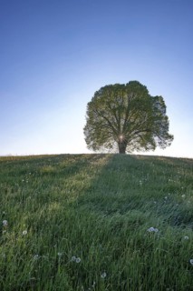 Peace lime tree