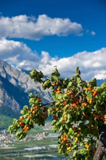 Apricot
