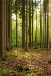 Rays of sunlight fall in mixed forest on forest floor with old deciduous layer
