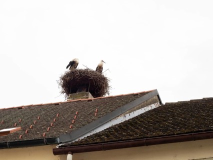White stork